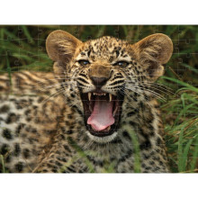 Пъзел лентикулярен 3D JAGUAR CUB - 100 елемента